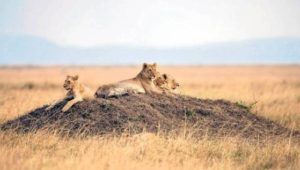 Weniger Löwen in Afrika