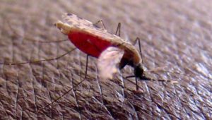 „Gene Drive“-Technik löscht Malaria-Mücken aus