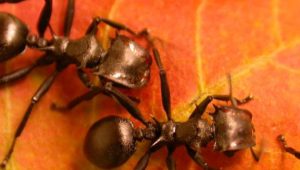 Eine uralte Symbiose zwischen Ameisen und Pflanzen