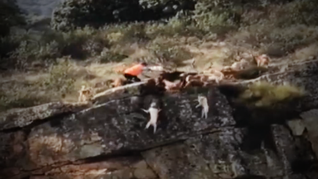 Brutale Szenen aus Spanien: Jäger hetzt Hirsch und Hunde in Abgrund