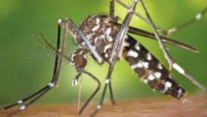 Genetisch veränderte Mücken sollen beim Kampf gegen Krankheiten helfen