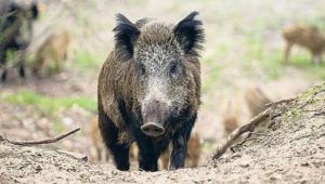 Von hasenfüßigen Landschweinen und biodynamischen Stadtschweinen