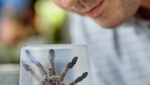 Spinnen, Schlangen, Echsen: Tiergift gegen Schmerzen beim Menschen