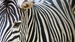 Zebrastreifen auf die Haut malen könnte sich im nächsten Urlaub lohnen