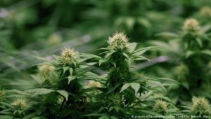 Kampfansage an Kanadas Cannabis-Konzerne