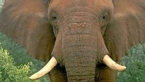 Wilderei setzt Elefanten erheblich zu