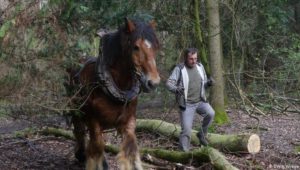 Nachhaltige Forstwirtschaft – Pferdekraft statt Maschine 4.0