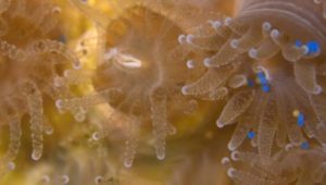 Koralle frisst am liebsten Mikroplastik