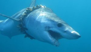 Hälfte der Hai- und Rochenarten im Mittelmeer bedroht