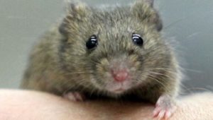 Aids-Erreger vollständig aus Mäuse-Erbgut entfernt